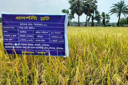 গোপালগঞ্জে লবণ সহিষ্ণু বিনাধান ১০-এর বাম্পার ফলন