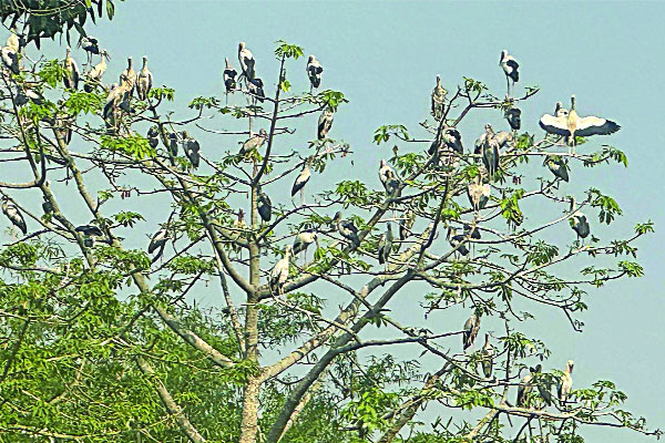 জজের বাড়ি বকের সারি

