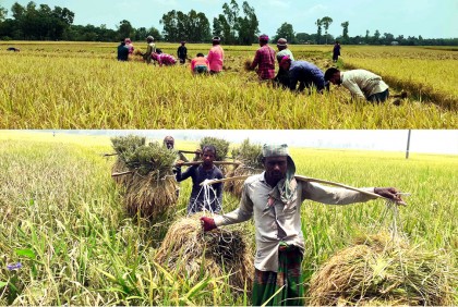 বোরো ধানের বাম্পার ফলন, কৃষকের মুখে হাসি