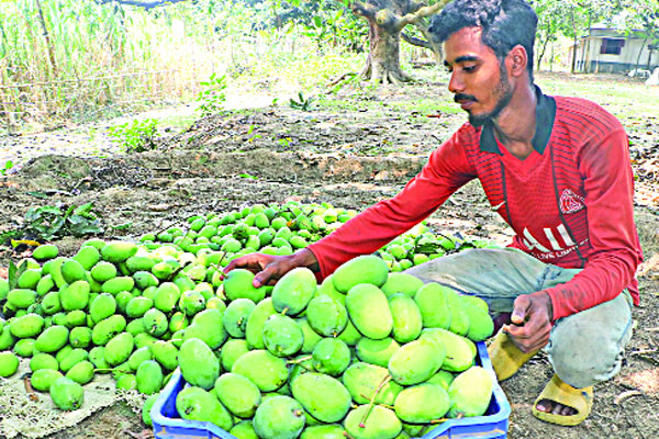 আমের উৎপাদন নিয়ে শঙ্কা