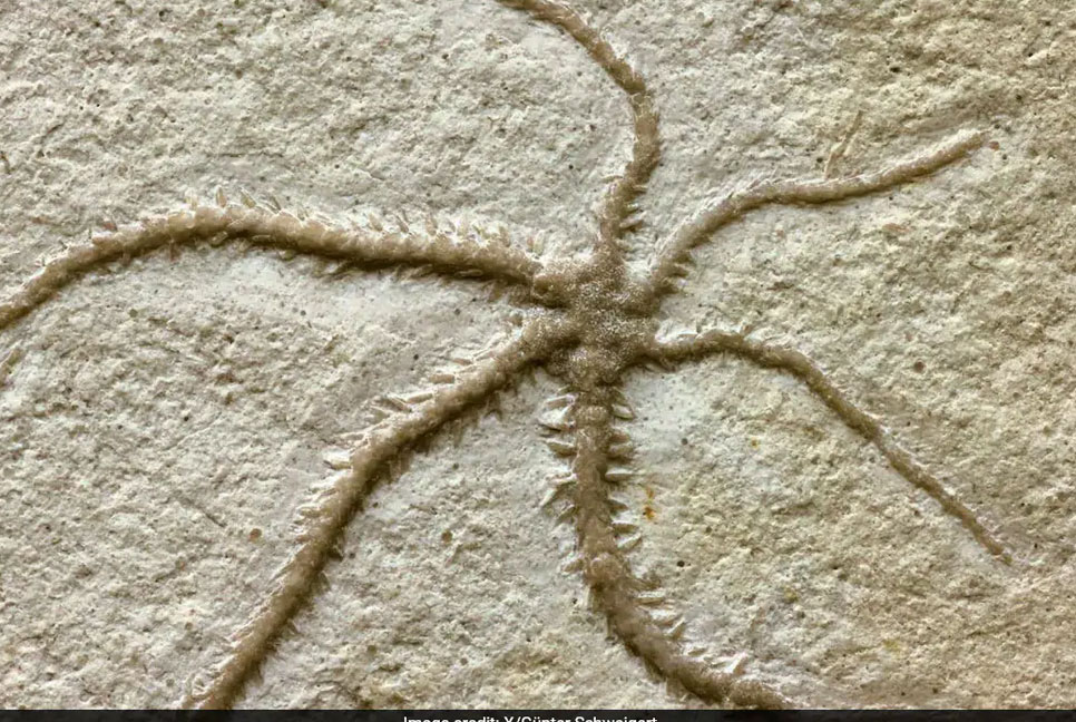 ১৫৫ মিলিয়ন বছরের পুরনো স্টারফিশ জাতীয় প্রাণীর সন্ধান পেলেন বিজ্ঞানীরা