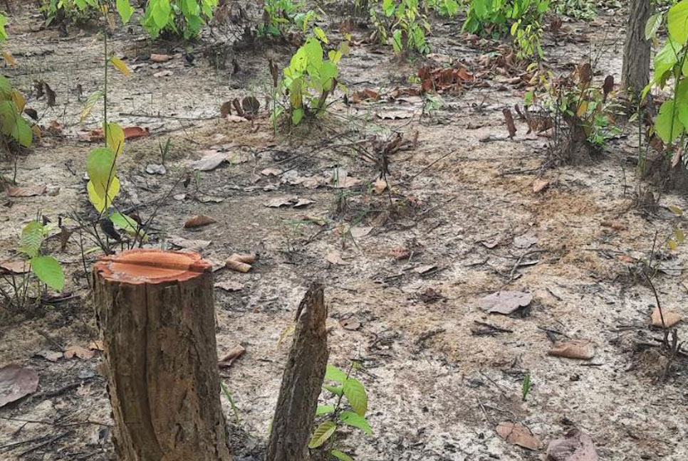 সখীপুরে শাল গজারি গাছ কেটে বন উজার 