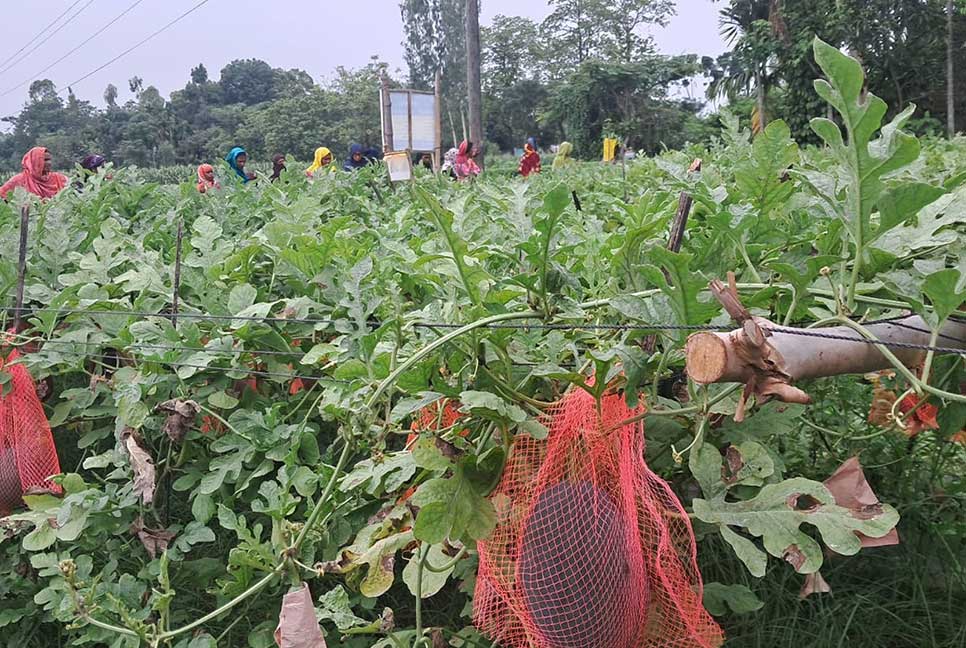 কুড়িগ্রামে বেবী তরমুজের বাম্পার ফলন