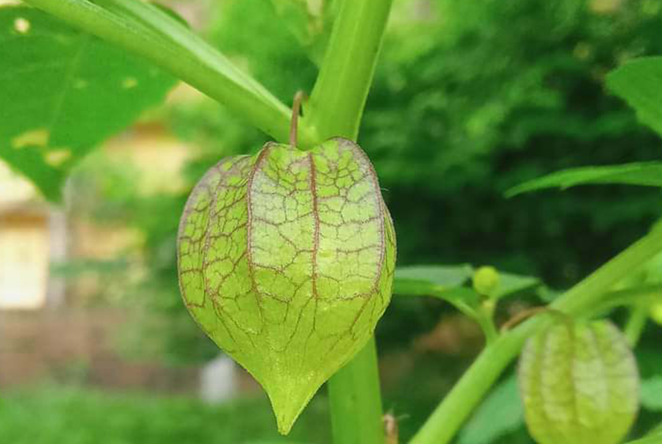 হারিয়ে যাচ্ছে ফুটকি