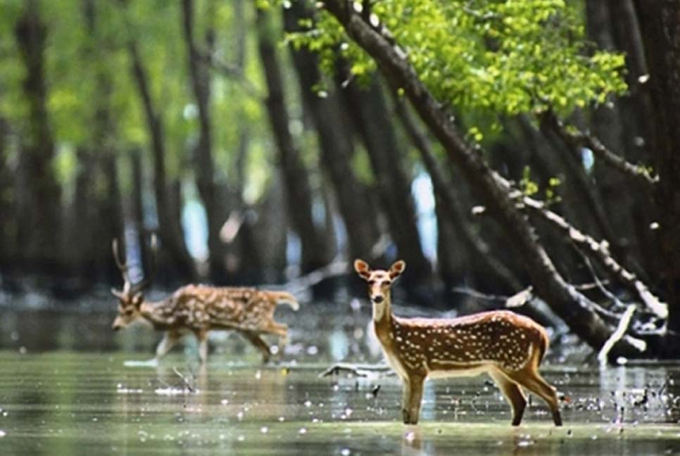 সুন্দরবনে ১১১ হরিণসহ মৃত প্রাণীর সংখ্যা বেড়ে ১১৯