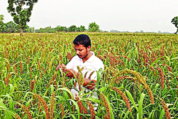 বাদামের সঙ্গে কাউন চাষ