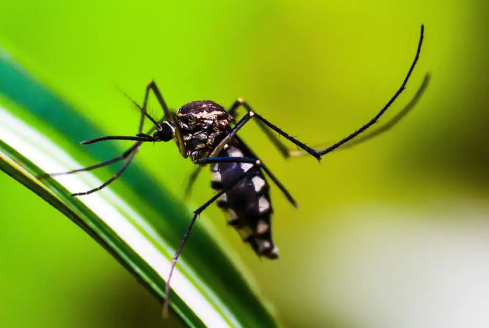 ব্রাজিলে ভয়াবহ রূপ নিয়েছে ডেঙ্গু