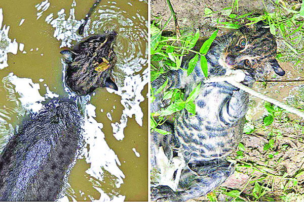 গর্তে আটকা মেছো বাঘ