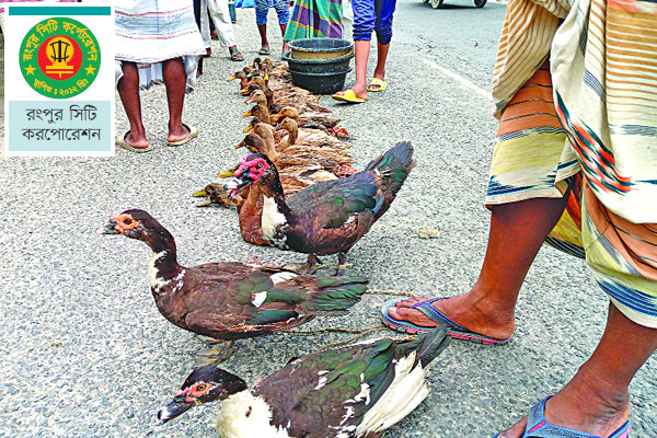 শতবর্ষী হাঁসের হাট