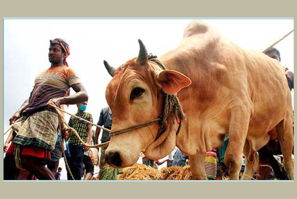 রাজধানীতে ২০টি পশুরহাট, বৃহস্পতিবার থেকে অনুষ্ঠানিক বিক্রি শুরু

