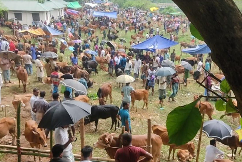 পাহাড়ে জমে উঠেছে কোরবানির পশুর হাট