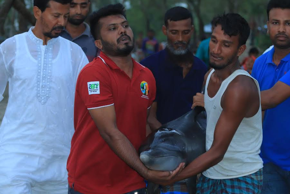 আন্ধারমানিক নদীতে ঢুকে পড়লো আরও একটি আহত ডলফিন