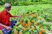 লালমাই পাহাড়ে মিষ্টি আনারস