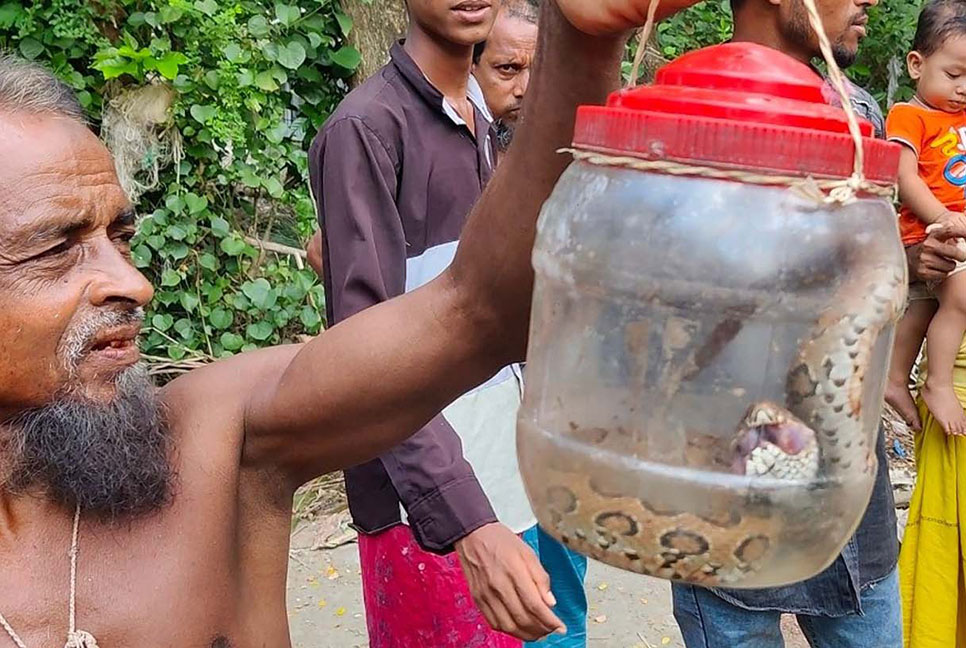 কৃষকের জালে ধরা পড়লো রাসেলস ভাইপার