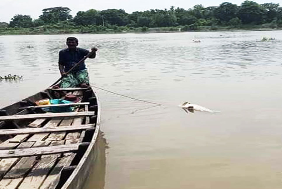 হালদায় ভেসে উঠল ১০ কেজির মৃত মা মাছ