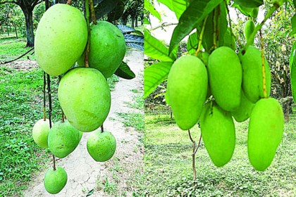 রাজশাহীর আমে বিশ্বমাত