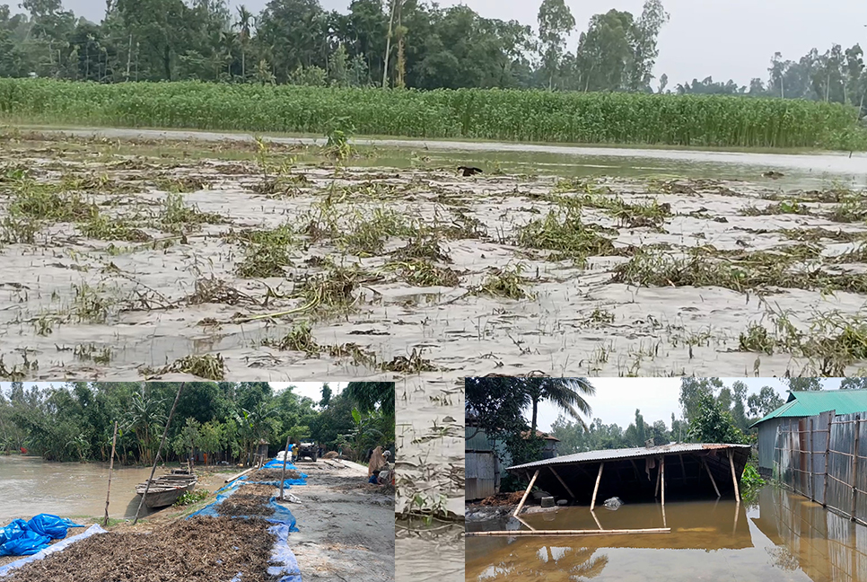 লালমনিরহাটে বন্যা পরিস্থিতির উন্নতি, ফসলের ব্যাপক ক্ষতি