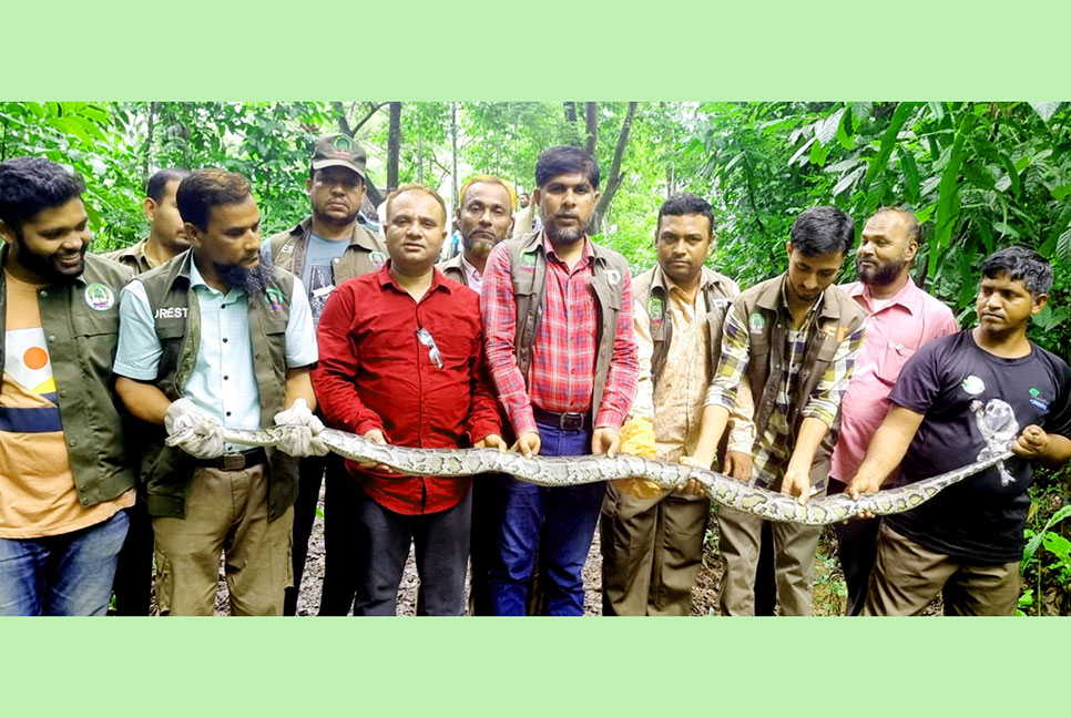 রাঙামাটি কাপ্তাইয়ে পাইথন অজগর অবমুক্ত