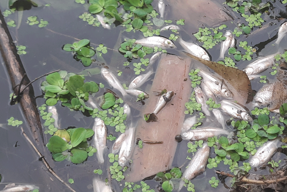 মাদারীপুরে প্রবাসীর পুকুরে বিষ দিয়ে মাছ নিধন

