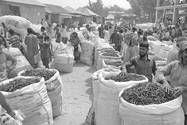 ১৬৫ চর-দ্বীপবাসীর ভরসা শুকনো মরিচের হাট