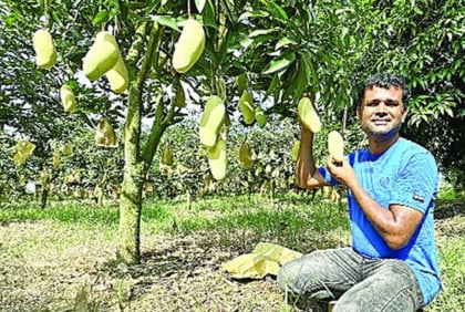 ৩০ জাতের বিদেশি আম এক বাগানে