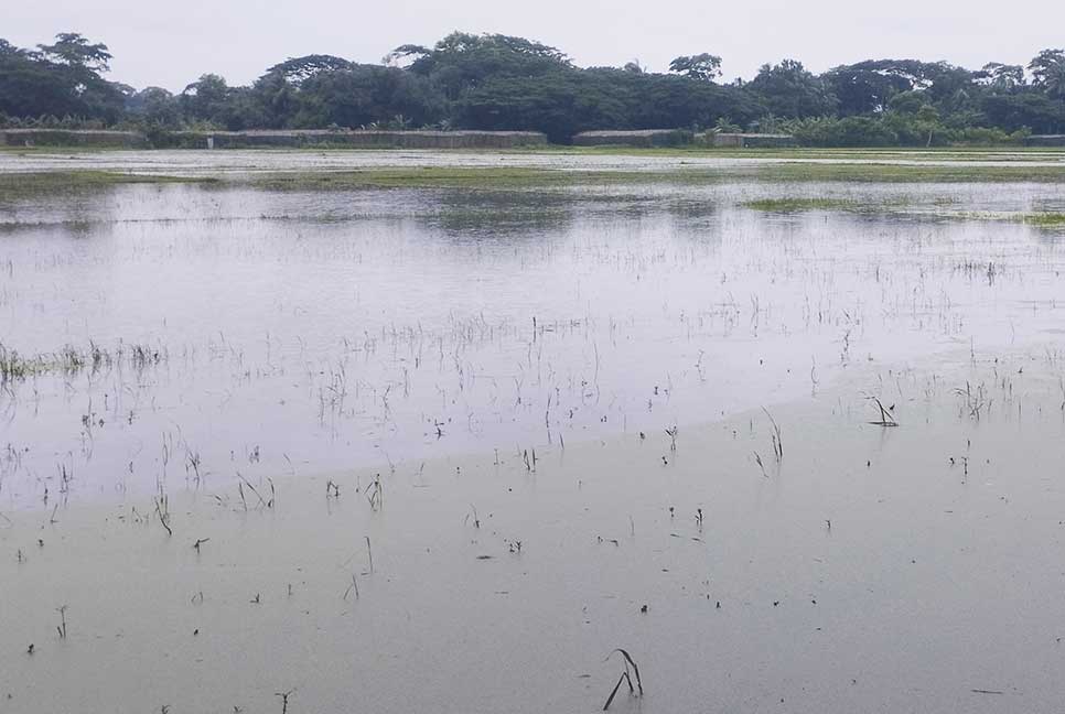 গলাচিপায় টানা বৃষ্টিতে পানির নিচে আমনের বীজতলা