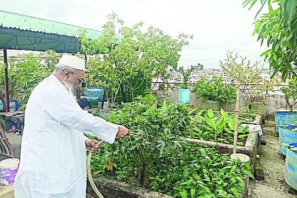 ছাদ বারান্দায় বাড়ছে সবুজের আনাগোনা