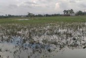 কুমিল্লা অঞ্চলে বিনষ্ট ৮৪ হাজার হেক্টর ফসলি জমি 