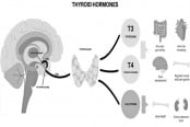 থাইরয়েড হরমোনের সাতকাহন
