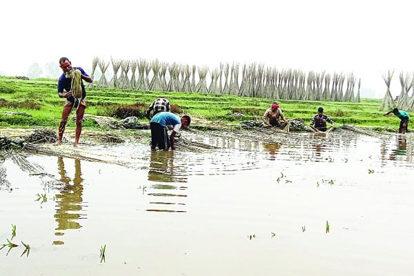 সোনালি আঁশ