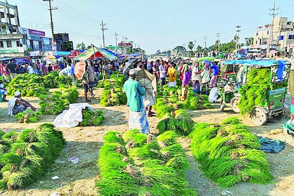 ধানের চারার হাট