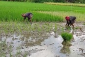 শরণখোলায় শুরু হয়েছে আমন চাষাবাদ 