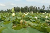 শাপলা-পদ্ম ফুলে ভরে উঠেছে বাফলা বিল