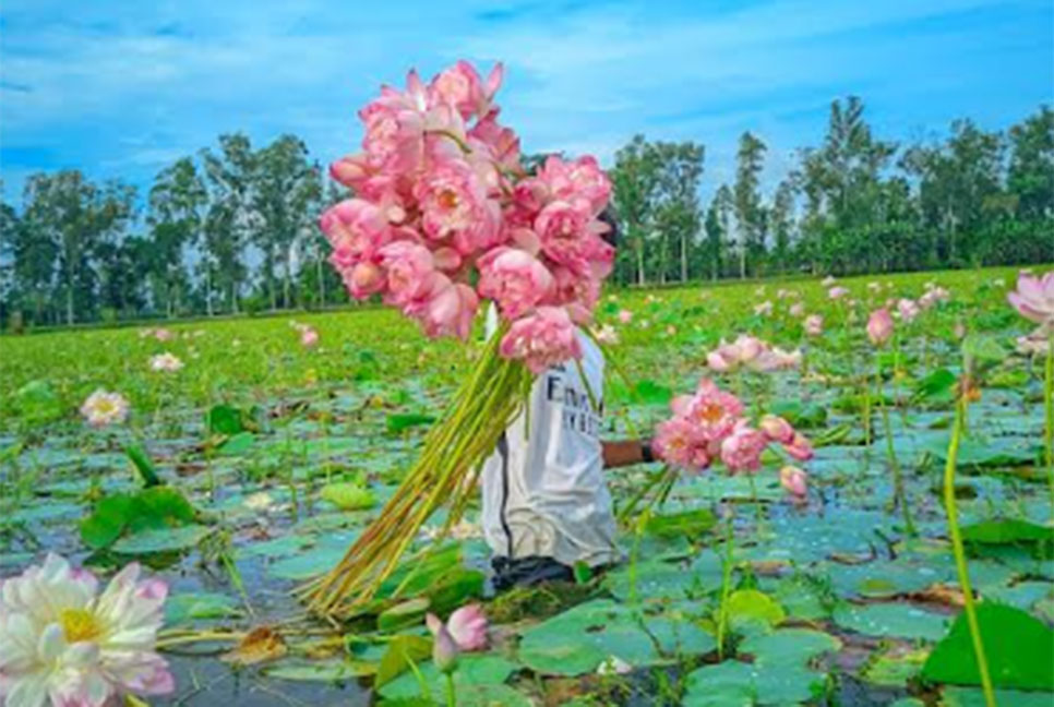 পদ্ম ফুলের সৌন্দর্যে মুগ্ধ দর্শনার্থী