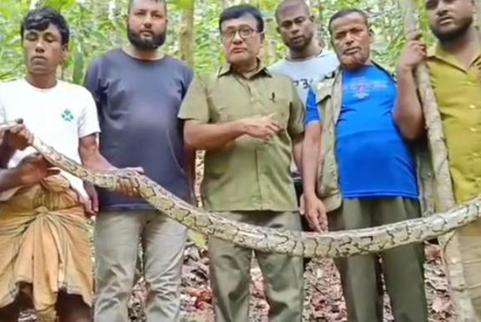 চকরিয়ায় ১২ ফুট লম্বা অজগর সাপ উদ্ধার, পরে অবমুক্ত