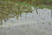 টানা বৃষ্টিতে রাজবাড়ীতে তলিয়ে গেছে ফসলি জমি