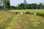 আশ্বিনে মঙ্গাজয়ী আগুর জাতের নতুন ধানের বাম্পার ফলন