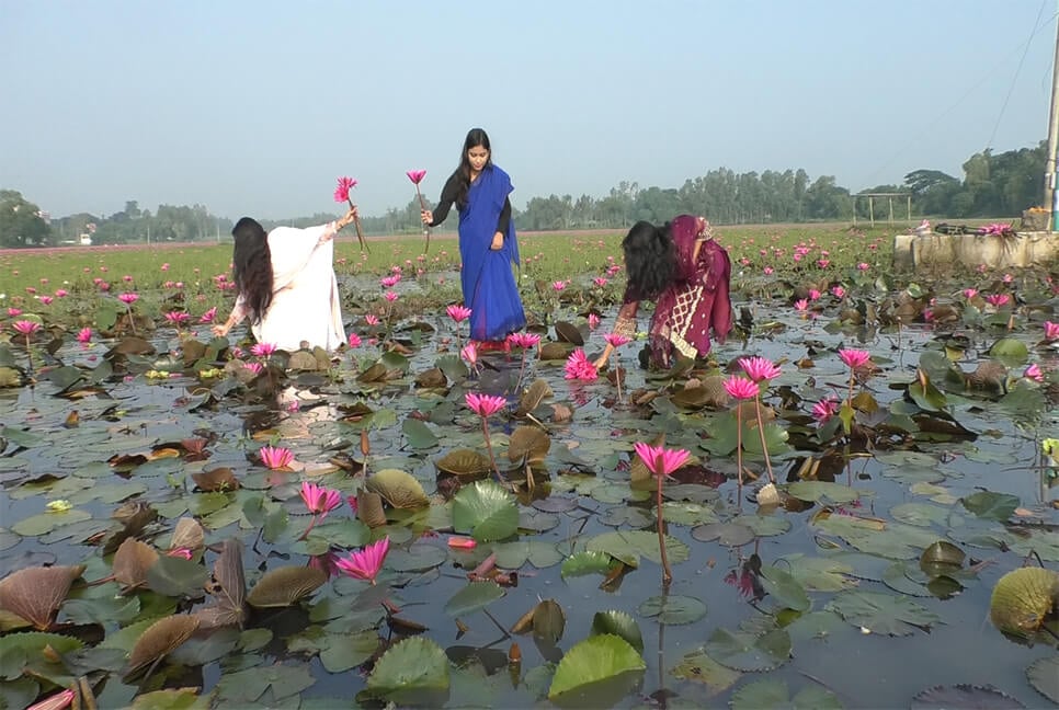 বাসাইলে লাল শাপলায় মুগ্ধ প্রকৃতিপ্রেমীরা