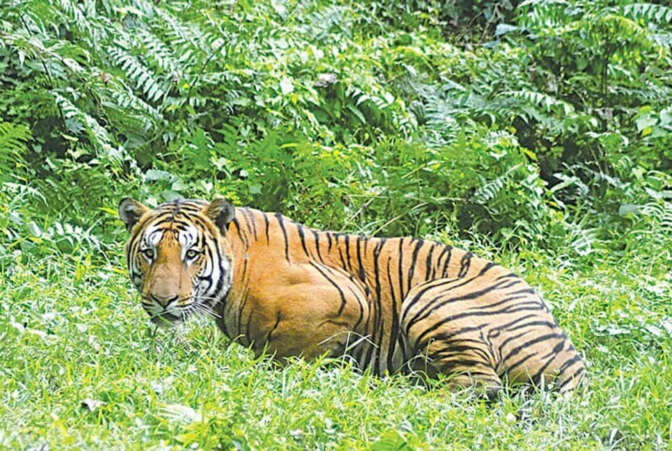 বার্ড ফ্লুতে আক্রান্ত হয়ে ৪৭ বাঘের মৃত্যু