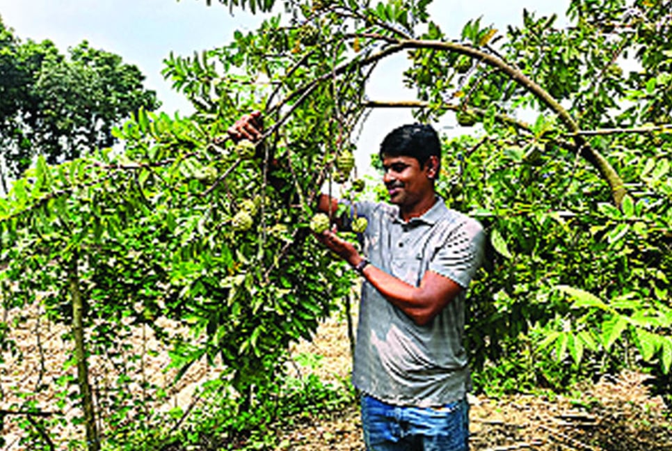 বারোমাসি শরিফা