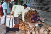 সিংড়ায় দুর্গাপূজা ঘিরে নারকেল বিক্রির ধুম