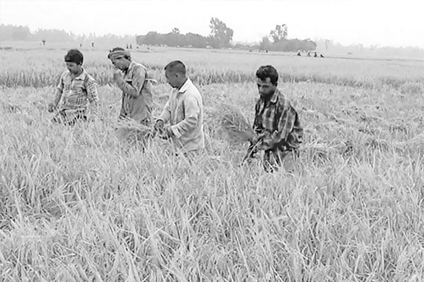 আগাম জাতের ধান কাটা-মাড়াইয়ে কৃষকের হাসির ঝিলিক