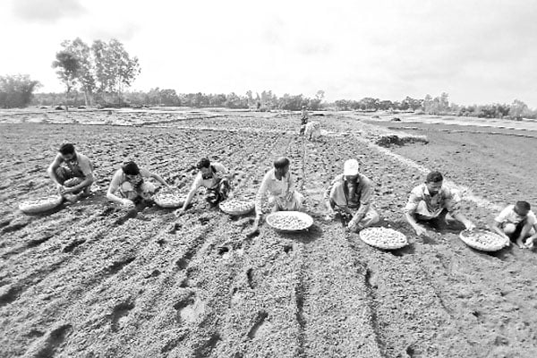 আগাম আলু চাষে ব্যস্ত কৃষক