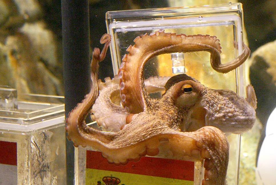 The mysterious inner life of the octopus