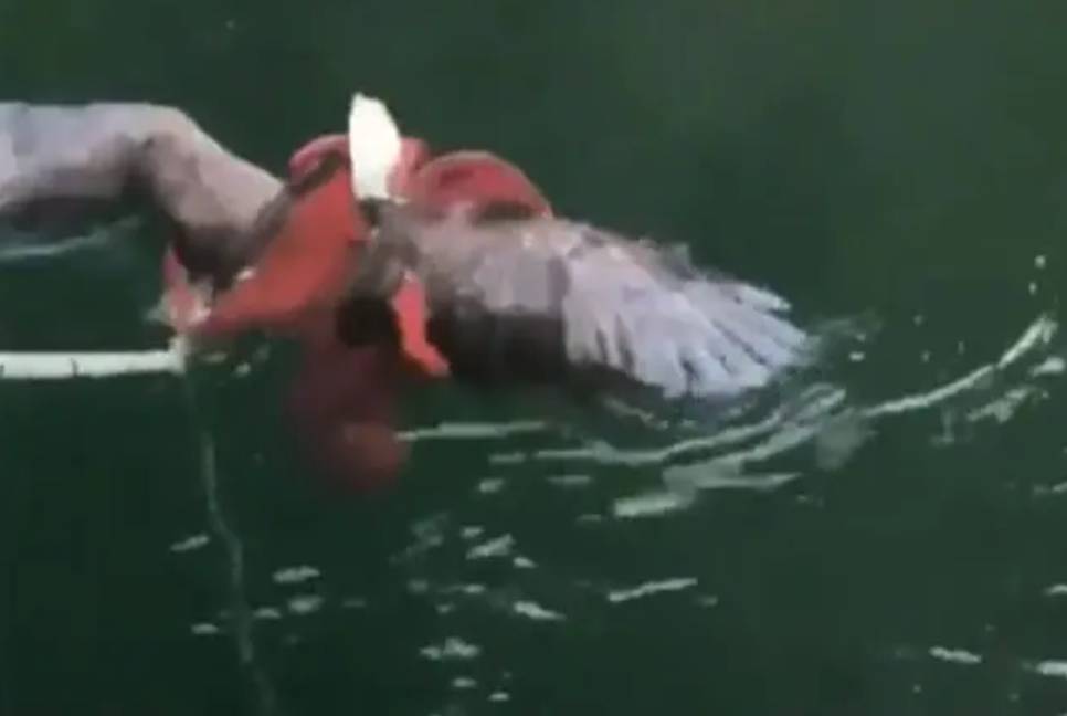 Fishermen rescue Bald Eagle from death grip of an Octopus