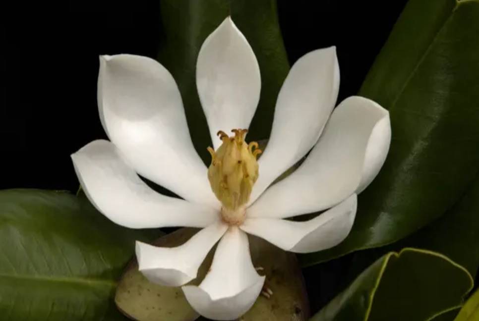 Magnolia species lost to science rediscovered in Haiti