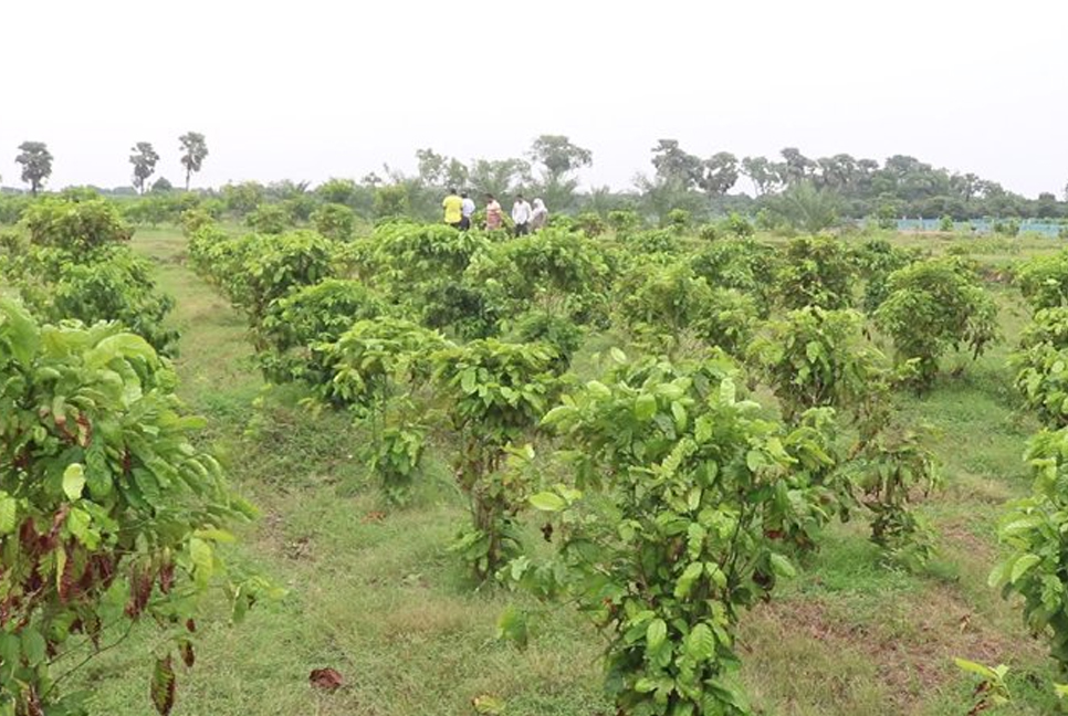 High-value crops farming becomes blessings for youths