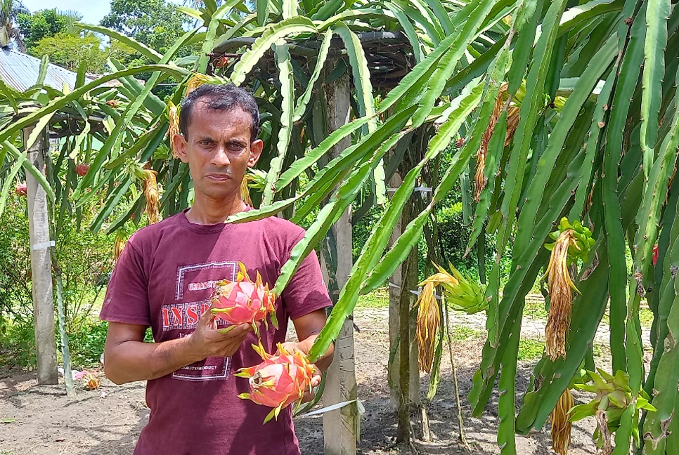 Bagerhat fruit farmer eyes foreign markets