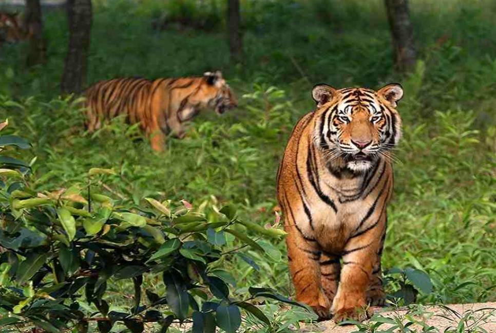 Sundarbans to be a new district: Mamata