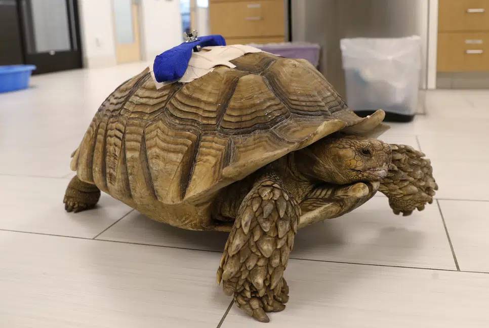 US man avoids jail after 2021 attack on tortoise